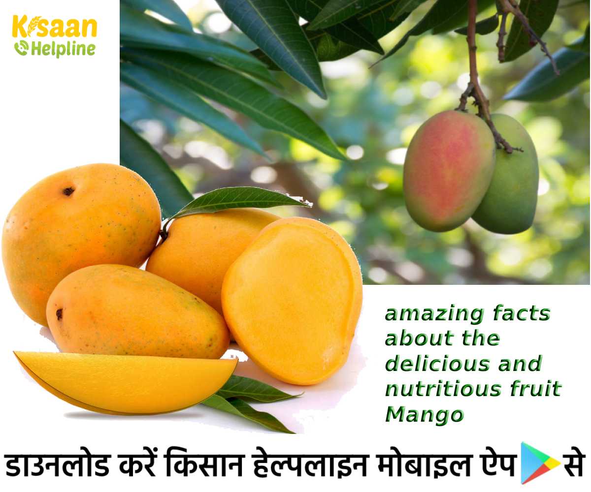 रोचक तथ्य: जानिए स्वादिष्ट और पौष्टिक फल आम के बारे में आश्चर्यजनक तथ्य